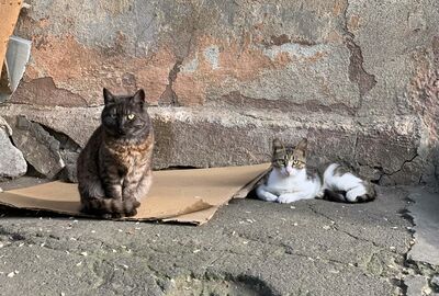 Zwei Straßenkatzen in Odessa
